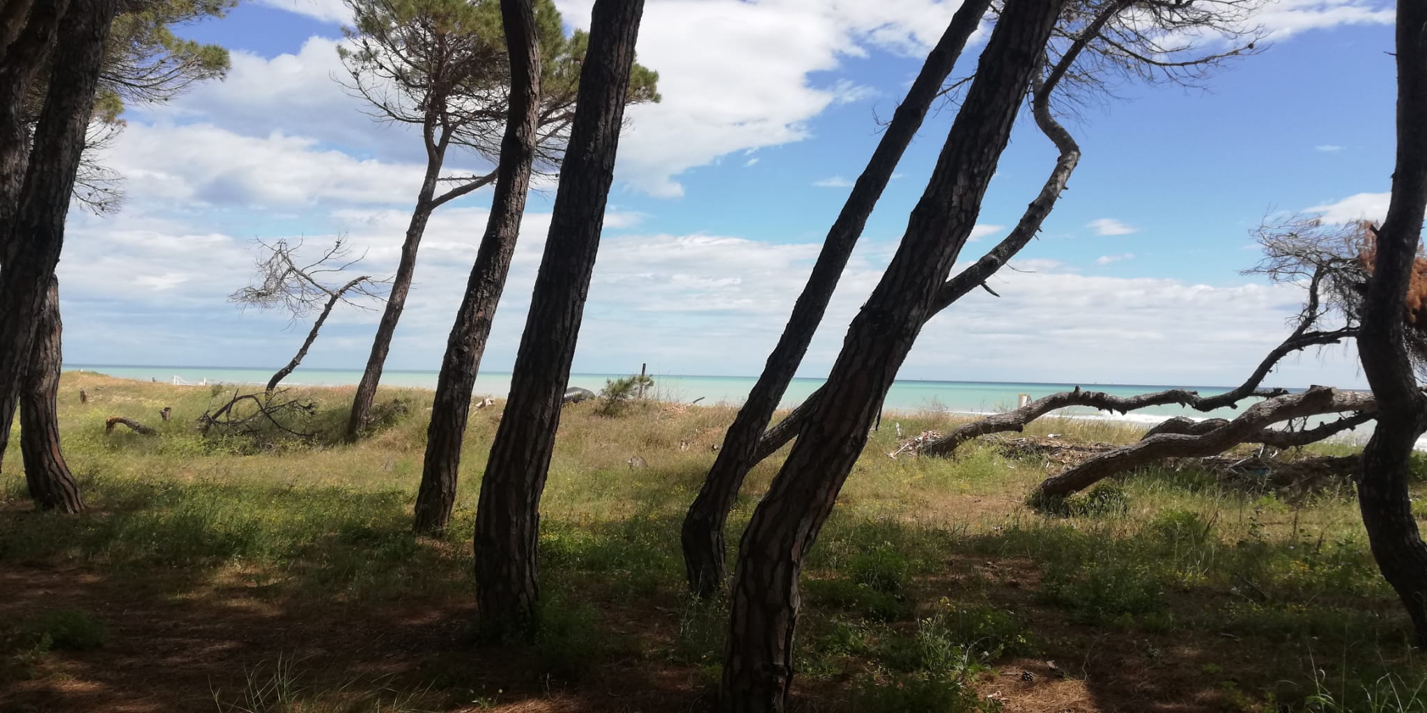 Antico Borgo di Silvi la pineta litoranea